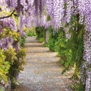 Greetings Card: Wisteria