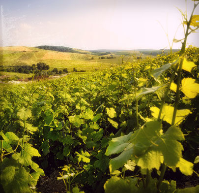 Best Grower Champagnes to visit in the Champagne Region